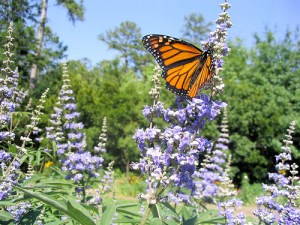 sauzgatillo mariposa